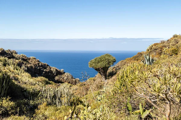 Palma Drago Ağacı Olan Garafa Manzarası Kanarya Adaları Spanya — Stok fotoğraf
