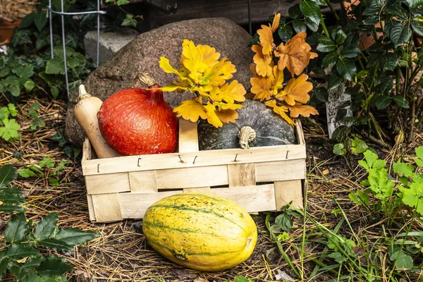 red kuri squash, butternut squash, spaghetti squash in a garden