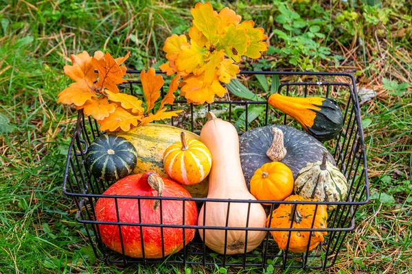 red kuri squash, butternut squash, spaghetti squash and decorative gourd in a garden