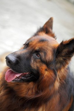Longhair Alman çoban