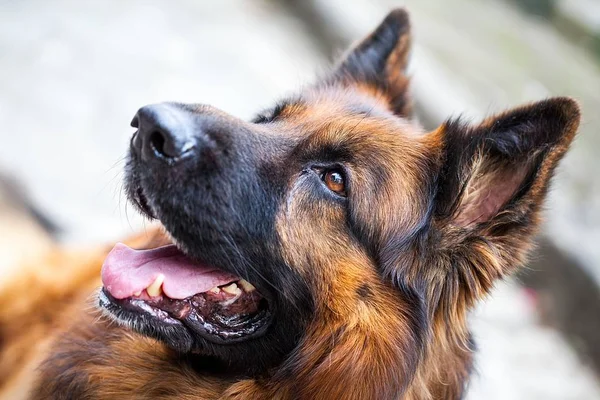 Langhaariger Schäferhund Stockbild