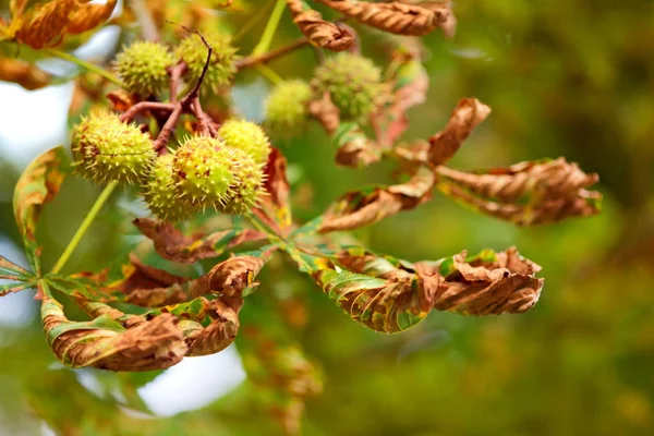 Simply autumn time — Stock Photo, Image