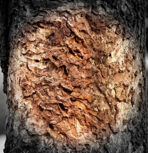 Tronc de chêne endommagé — Photo
