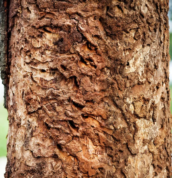 Tronco de carvalho danificado — Fotografia de Stock