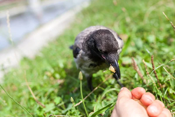 Graue Krähe draußen — Stockfoto