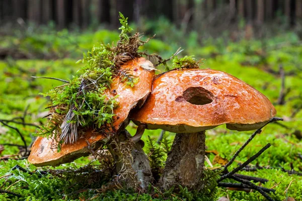 Zbiorów grzybów — Zdjęcie stockowe