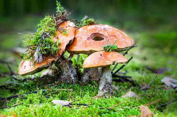 Zbiorów grzybów — Zdjęcie stockowe