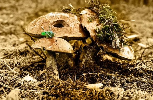 Mantar sonbaharda hasat