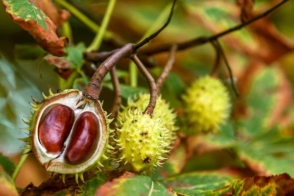 Eenvoudig herfst tijd met kastanje — Stockfoto