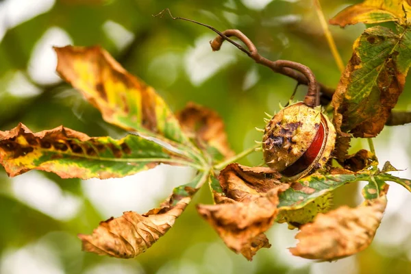 Simplesmente tempo de outono com castanha — Fotografia de Stock