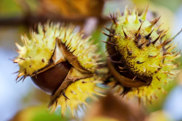 Heure d'automne avec chestnu — Photo