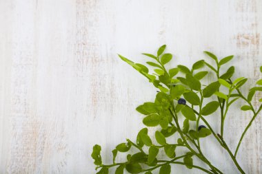 bir dalda yaban mersini 