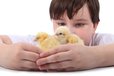 Tavuk çocukla