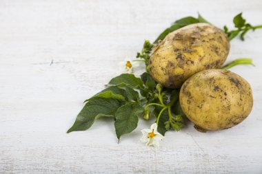 Yaprakları ile ham patates  