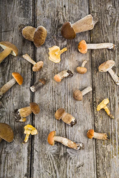 Boletus edulis  on a wooden table — Stock Photo, Image