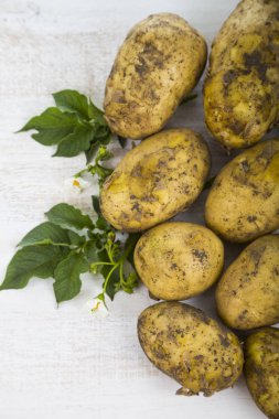 Yaprakları ile ham patates 