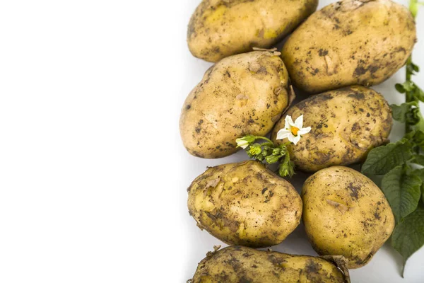 Rå potatis med blad på vit bakgrund — Stockfoto