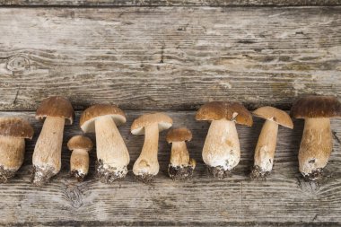 Ahşap bir masa üzerinde ham mantar. Boletus mantarı ve chanterelles