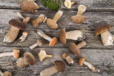 Ahşap bir masa üzerinde ham mantar. Boletus mantarı ve chanterelles