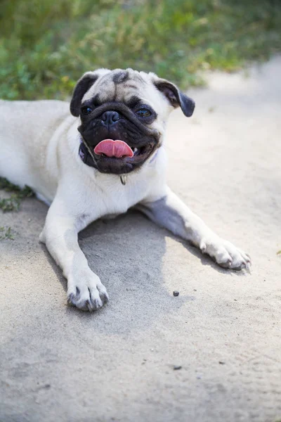 Mops pes ležící na polní cestě za jasného letního dne. — Stock fotografie