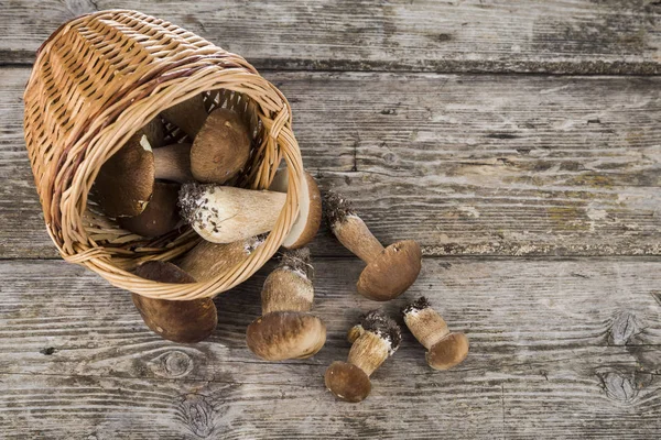 Funghi crudi fuoriescono dal cesto sul vecchio tavolo di legno. Boletu — Foto Stock