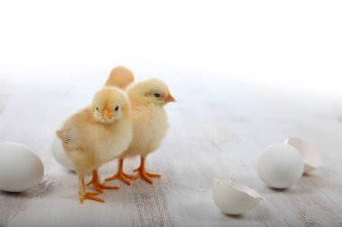 Kabarık küçük sarı tavuk ve bir ahşap arka plan üzerinde yumurta. 