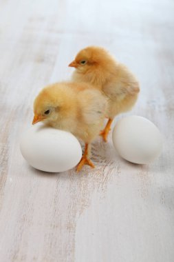 Kabarık küçük sarı tavuk ve bir ahşap arka plan üzerinde yumurta. 