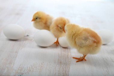 Kabarık küçük sarı tavuk ve bir ahşap arka plan üzerinde yumurta. 