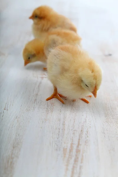 Pluizige kleine gele kippen op een houten achtergrond. Kaart voor — Stockfoto