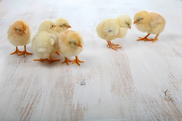Flauschige kleine gelbe Hühner auf einem hölzernen Hintergrund. Karte für — Stockfoto