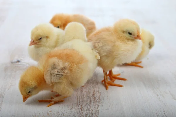 Fluffy little yellow chickens on a  wooden background. Card for