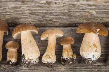 Ahşap bir masa üzerinde ham mantar. Boletus mantarı ve chanterelles