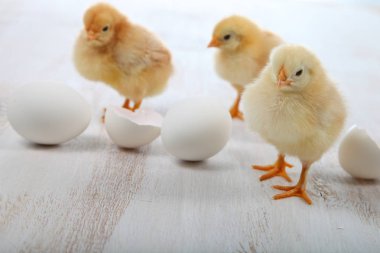 Kabarık küçük sarı tavuk ve bir ahşap arka plan üzerinde yumurta. 