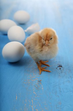 Kabarık küçük sarı tavuk ve yumurta üzerinde mavi bir ahşap backgro