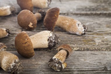Ahşap bir masa üzerinde ham mantar. Boletus mantarı ve chanterelles