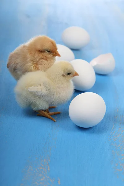 Pluizig klein geel kippen en eieren op een blauwe houten backgro — Stockfoto