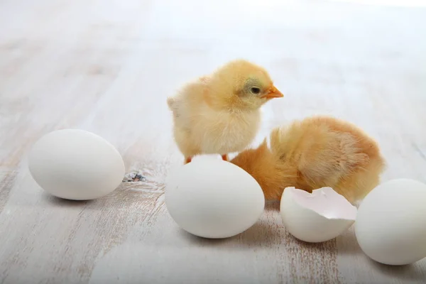 Пушистые маленькие желтые цыплята и яйца на деревянном фоне . — стоковое фото