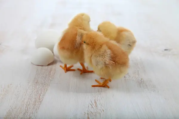 Flauschige kleine gelbe Hühner und Eier auf einem Holzgrund. — Stockfoto