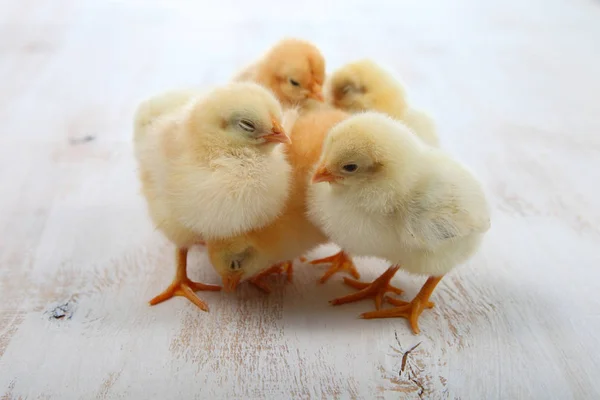 Nadýchané malá žlutá kuřata na dřevěné pozadí. Karta pro — Stock fotografie