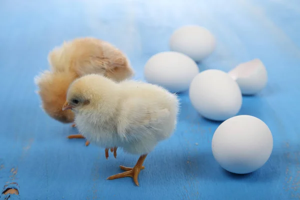 Petits poulets jaunes moelleux et oeufs sur un fond en bois bleu — Photo