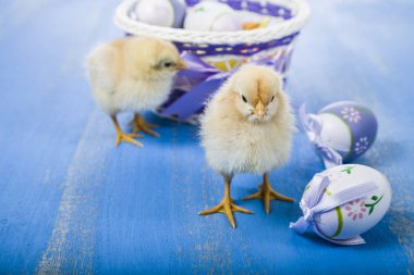 Kabarık küçük sarı tavuk ve Paskalya yumurta üzerinde mavi bir ahşap b