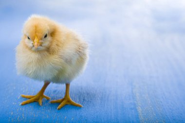Mavi ahşap arka plan üzerinde kabarık küçük sarı tavuk. 