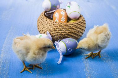 Kabarık küçük sarı tavuk ve Paskalya yumurta üzerinde mavi bir ahşap b