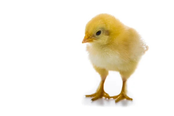 Pequeño pollo amarillo esponjoso sobre un fondo blanco . — Foto de Stock