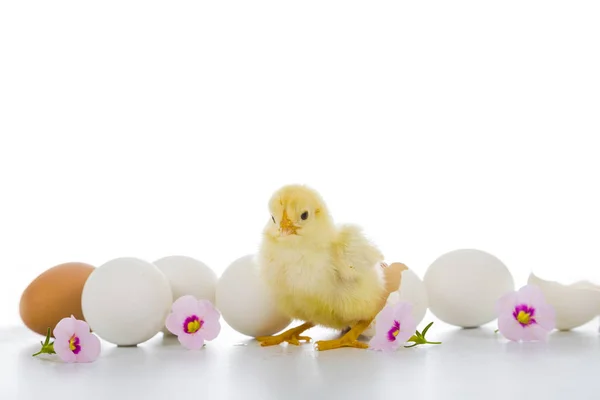 Petits poulets jaunes moelleux sur fond blanc . — Photo