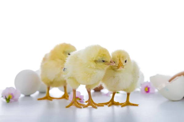 Petits poulets jaunes moelleux sur fond blanc . — Photo