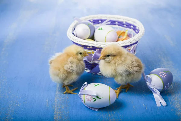 Pluizig weinig gele kippen en Pasen eieren op een blauwe houten b — Stockfoto