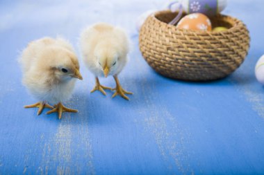 Kabarık küçük sarı tavuk ve Paskalya yumurta üzerinde mavi bir ahşap b