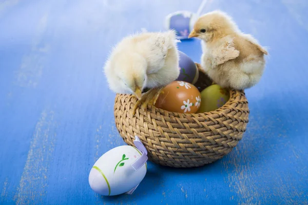 Pluizig weinig gele kippen en Pasen eieren op een blauwe houten b — Stockfoto