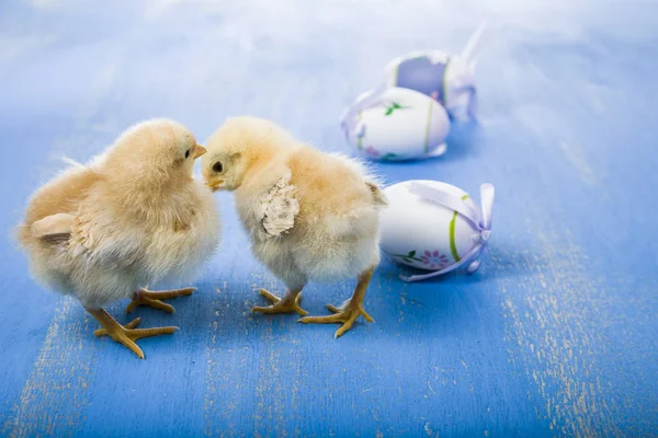 Пухнасті маленькі жовті кури та великодні яйця на синьому дерев'яному б — стокове фото
